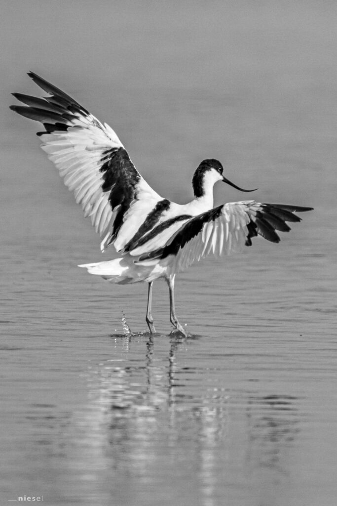 l´avocet - Säbelschnäbler