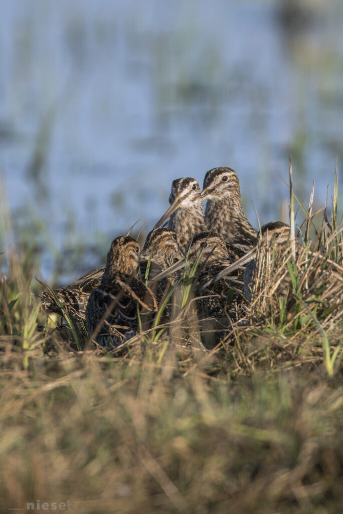 Belassenen am Dümmer See in Niedersachsen