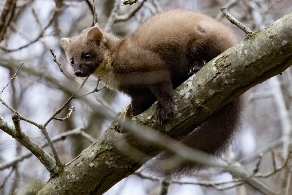 European pine marten ("Baummarder") photographed in the natural reserve "Geltinger Birk" in March 2024.